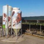 Op het erf van Koeientuin Kraanswijk zijn de drie grootste silo’s beschilderd met koeien.
