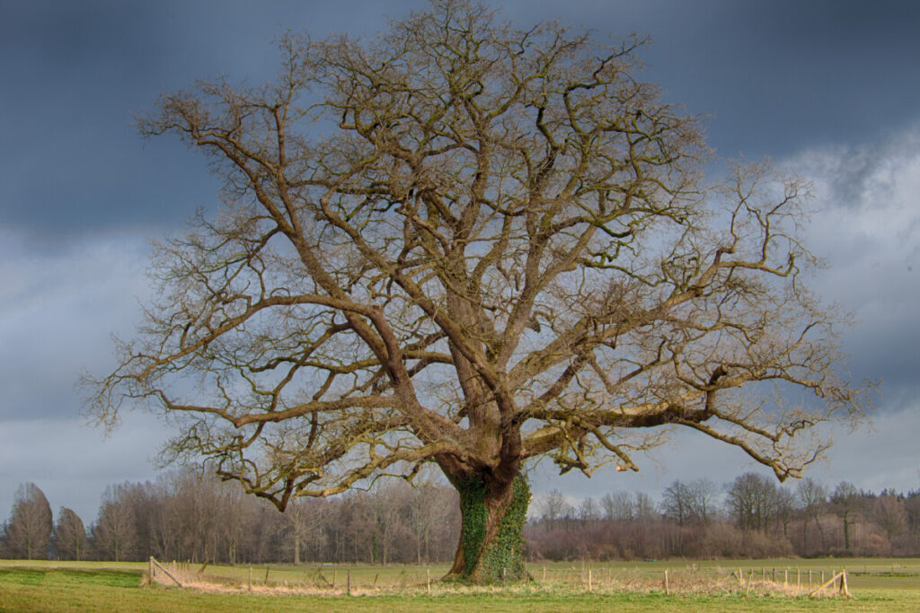 Vorden_lange-winterwandeling--foto-Nico_van_Haastrecht-2-