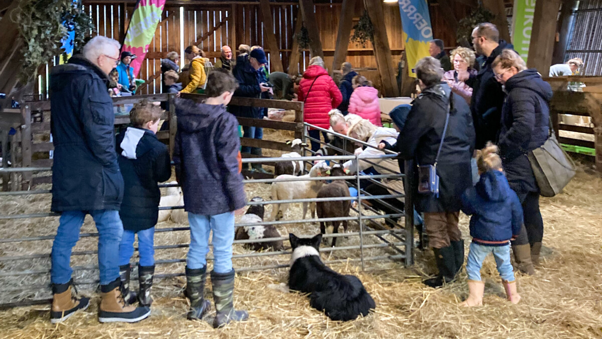 kinderen genoten van lammetjesdag