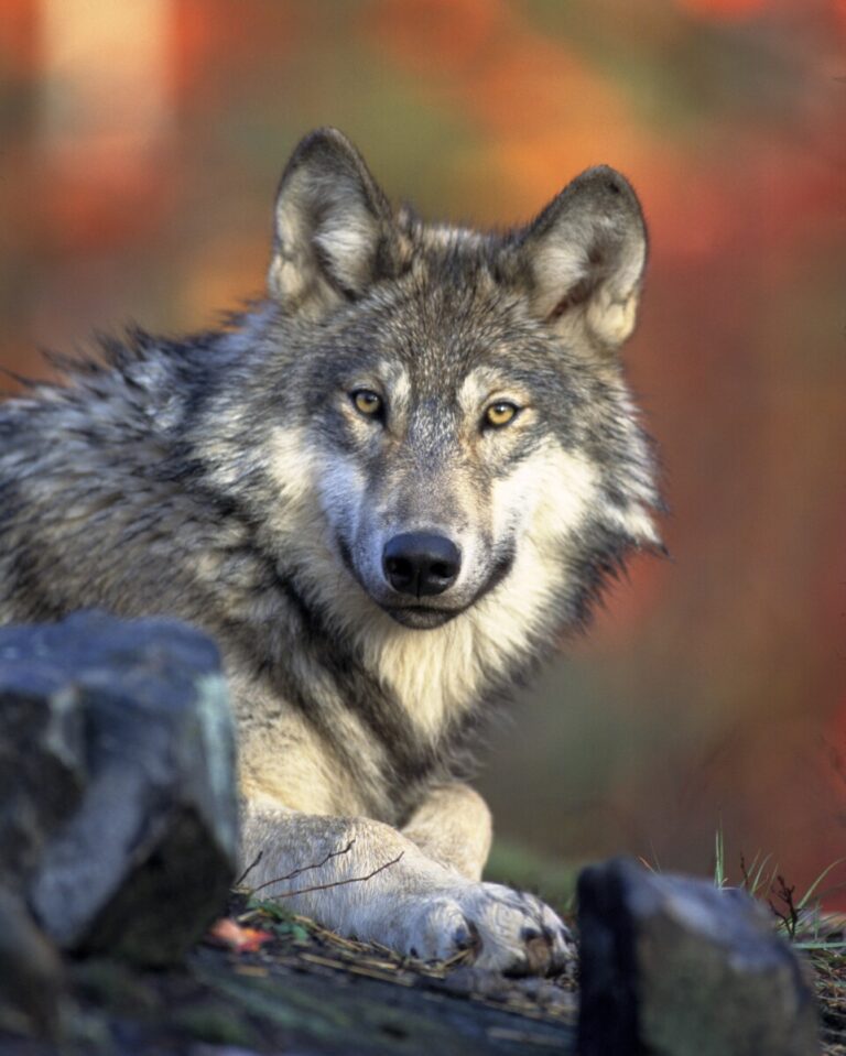 Wolf | Foto: Pixabay