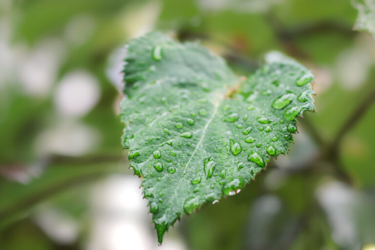 Regendruppels op een blad