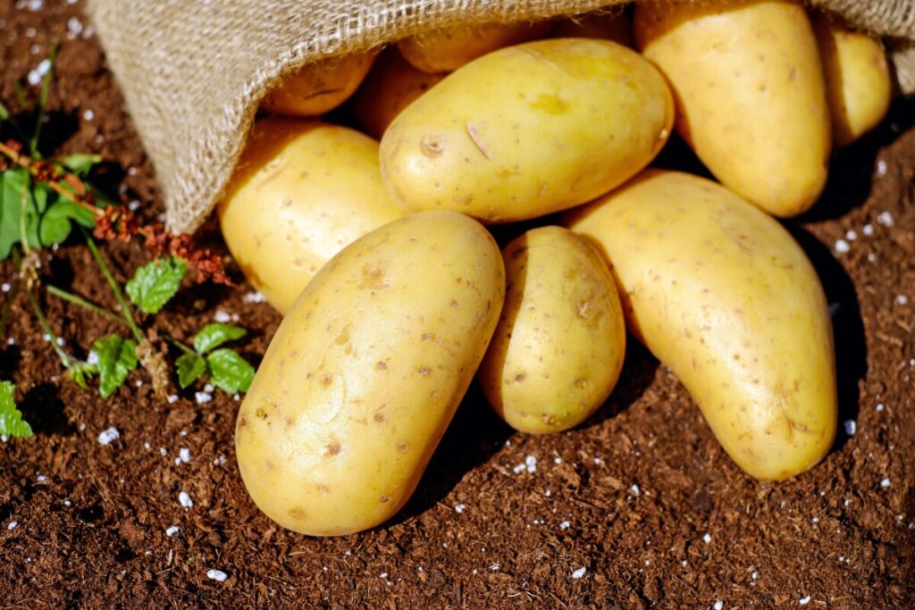 aardappel