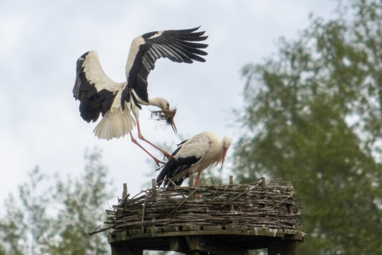 Ooievaars terug op ‘Paters Kamp’