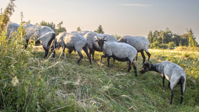 Blauwtongvirus geconstateerd bij schaapskudde in Lichtenvoorde