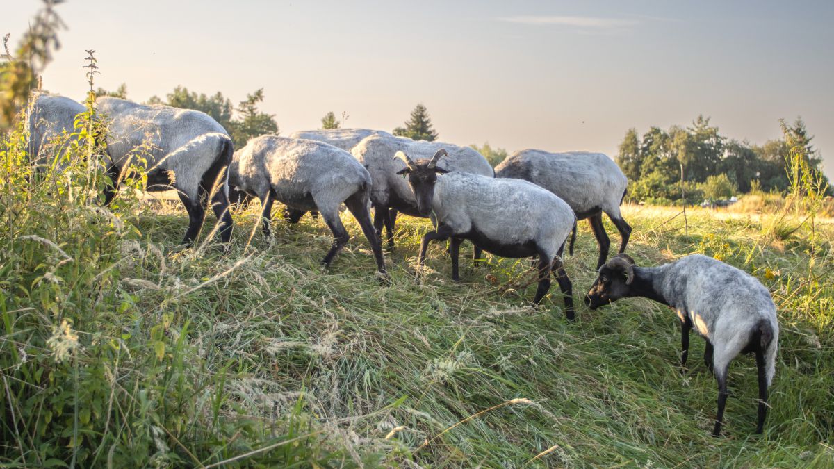 Blauwtongvirus geconstateerd bij schaapskudde in Lichtenvoorde