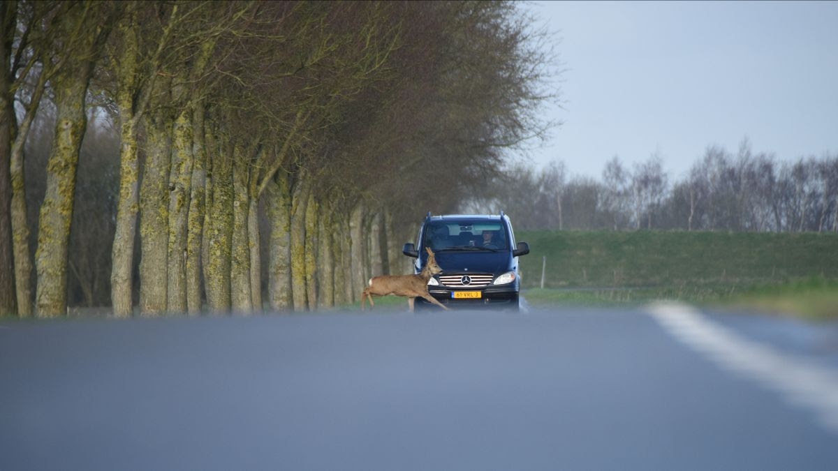 Zomertijd zorgt voor meer wildaanrijdingen: “Let op your speed”