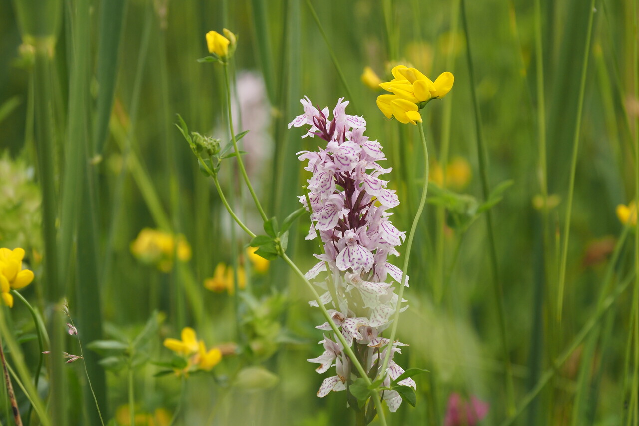 Orchideeënwandeling langs de Lindese Laak bij Vorden