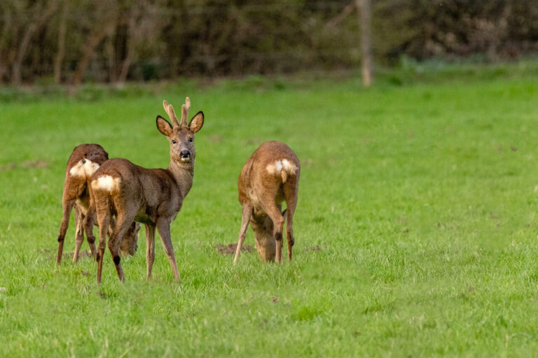 midzomeravondwandeling-Verwolde-foto-Ton-Rothengatter