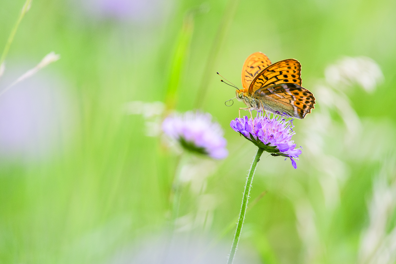 Help de vlinders! Natuurbescherming in Gelderland harder nodig dan ooit