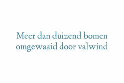 Meer dan duizend bomen omgewaaid door valwind