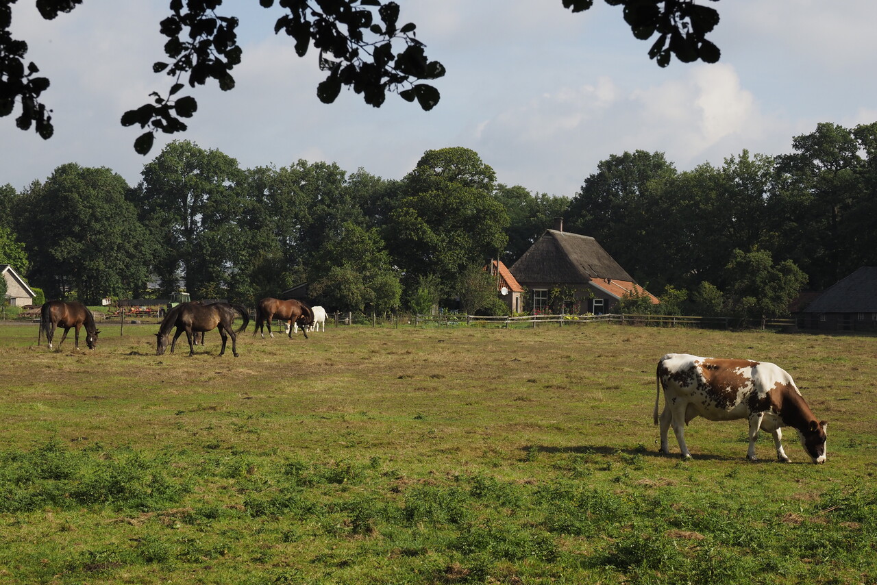 Zomerwandeling op landgoed Kieftskamp bij Vorden
