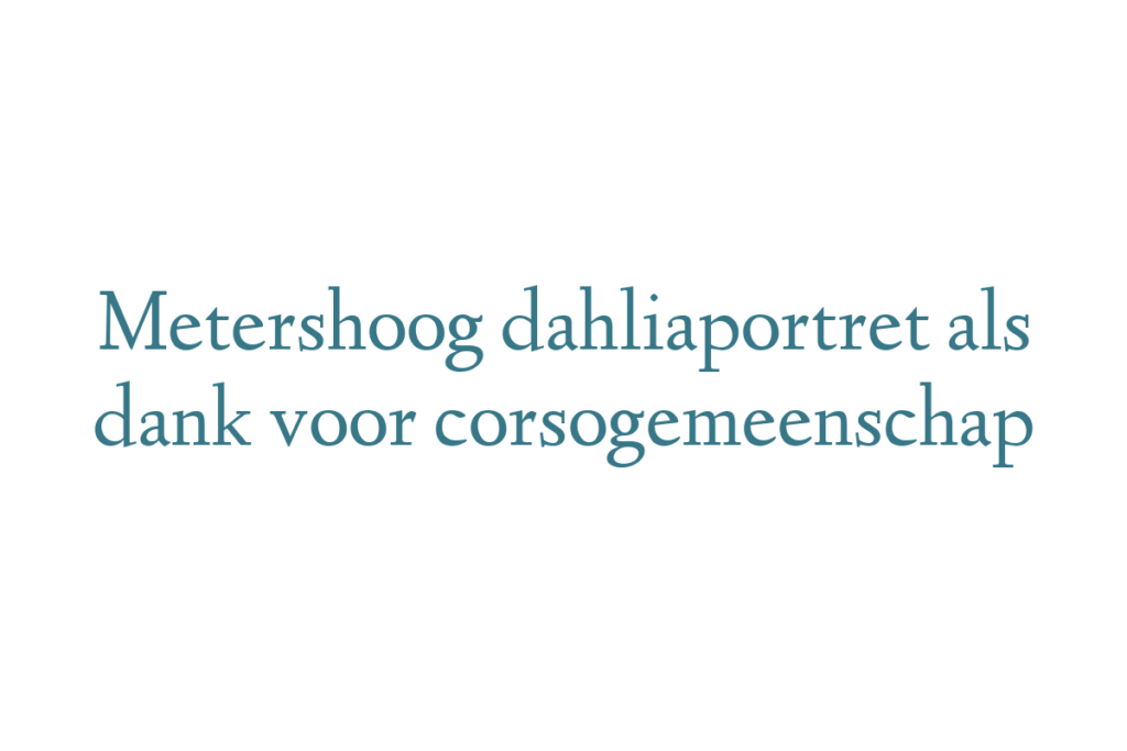 Metershoog dahliaportret als dank voor corsogemeenschap