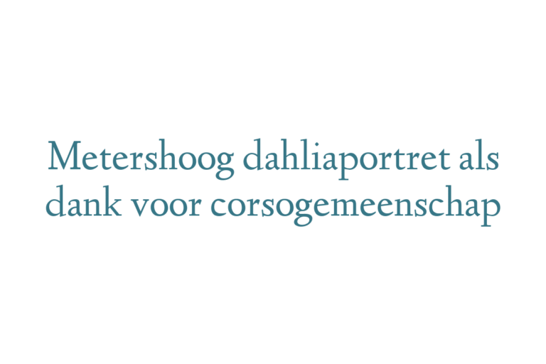 Metershoog dahliaportret als dank voor corsogemeenschap