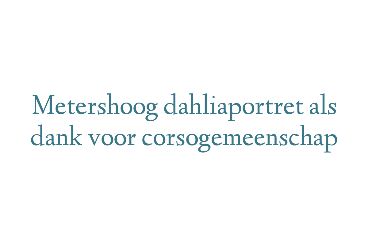Metershoog dahliaportret als dank voor corsogemeenschap