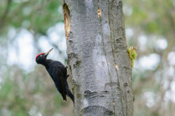 winter-in-de-driemark-foto-onbekend