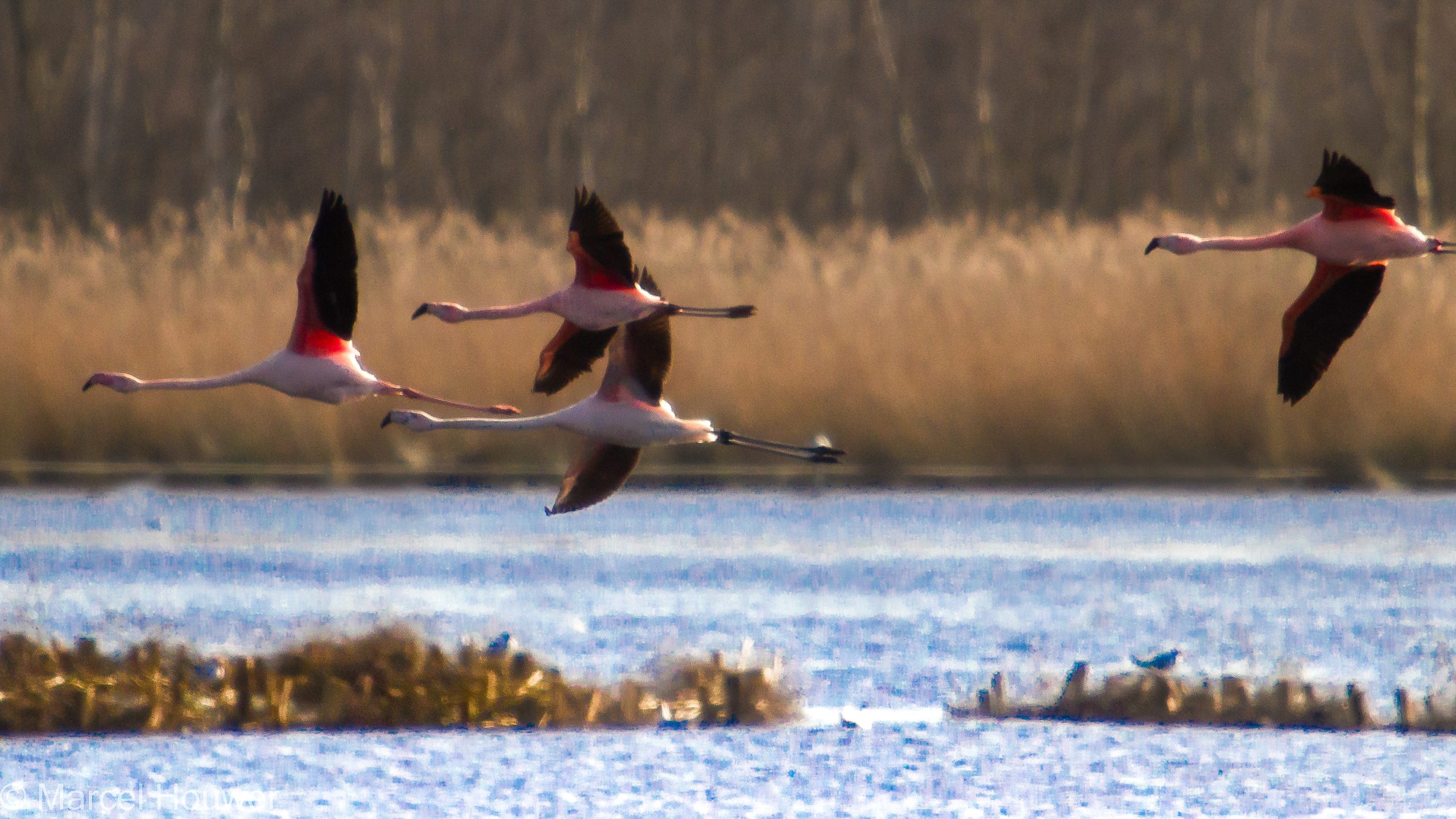 Flamingo’s massaal terug bij Zwillbrocker Venn