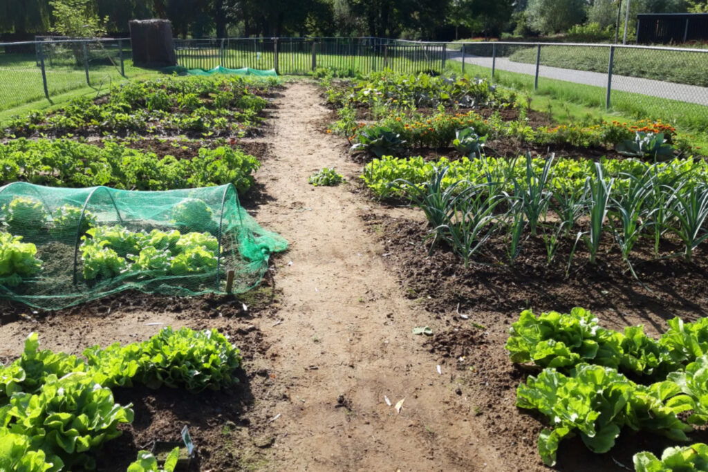 Moestuinieren