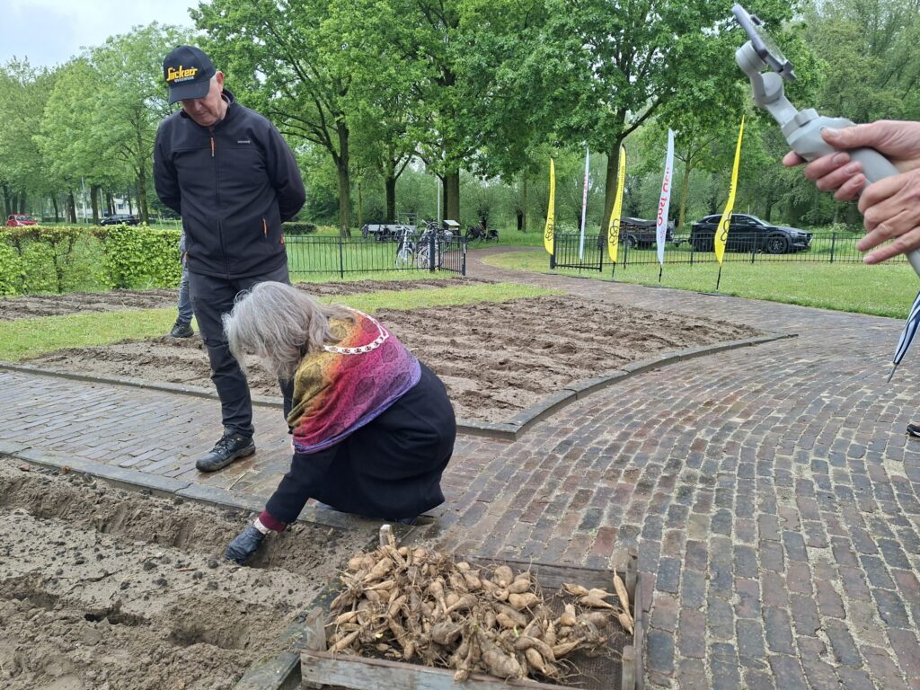 Burgemeester Hofstede-eerste knol