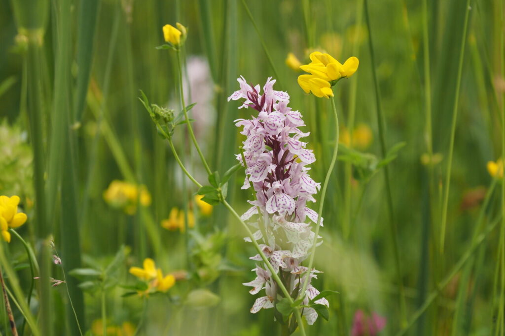 Orchideeenwandeling-Lindese-Laak-fotograaf-Nico-Kloek