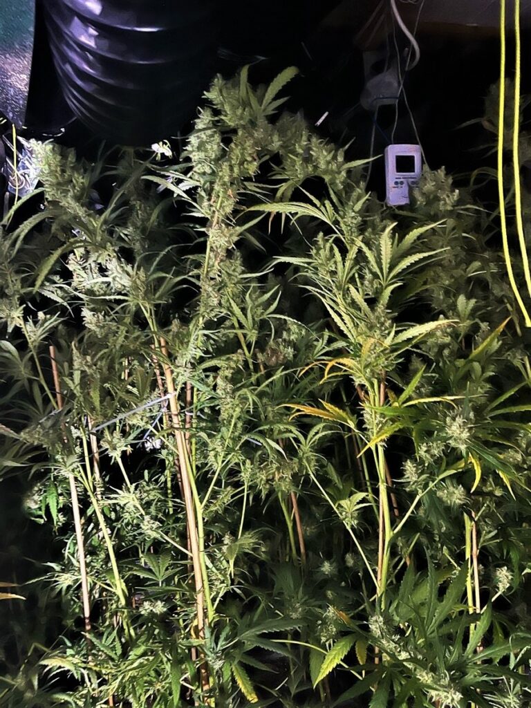 260826_Cannabisplantage